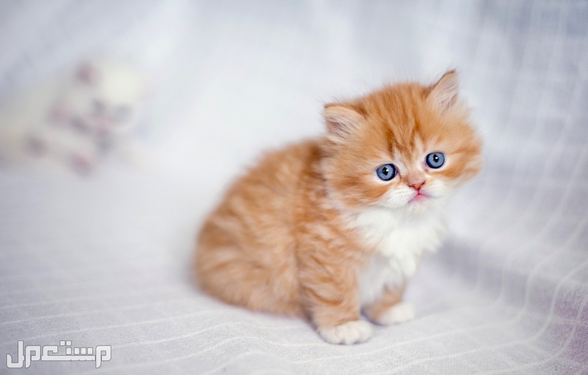كل ما تحتاج إلى معرفته عن قطط شيرازي القطط الشيرازية