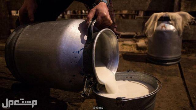 حليب البقر.. قيمة غذائية رائعة في الأردن حليب البقر