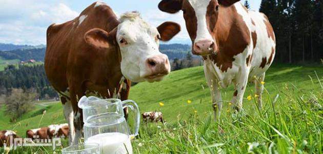 حليب البقر.. قيمة غذائية رائعة في الجزائر حليب البقر