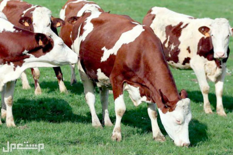 حليب البقر.. قيمة غذائية رائعة في قطر حليب البقر
