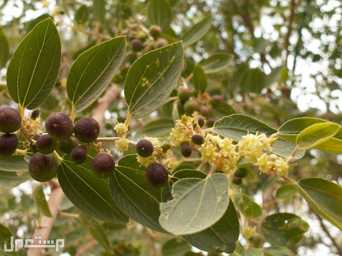 عسل السدر كيف تميز بين الأصلي والمغشوش في جيبوتي شجرة السدر