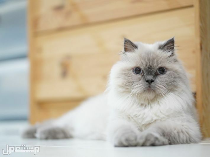قطط هيمالايا للبيع كل ما تريد معرفته في الإمارات العربية المتحدة قطط هيمالايا