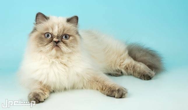 قطط هيمالايا للبيع كل ما تريد معرفته في الإمارات العربية المتحدة قطط للبيع