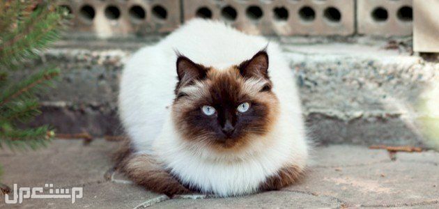 قطط هيمالايا للبيع كل ما تريد معرفته في الإمارات العربية المتحدة