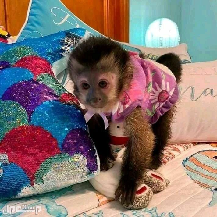 Classic capuchin Monkey for sale/ whatsapp text to +971 50 918 7127 في أبو ظبي