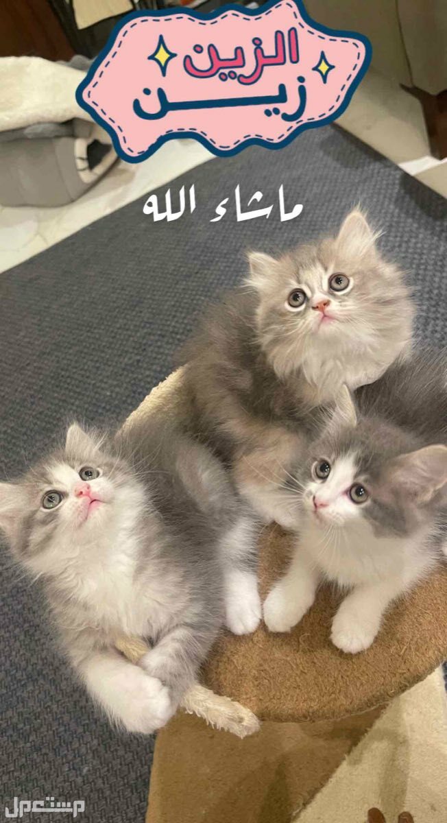 قطط  في جدة بسعر 300 ريال سعودي