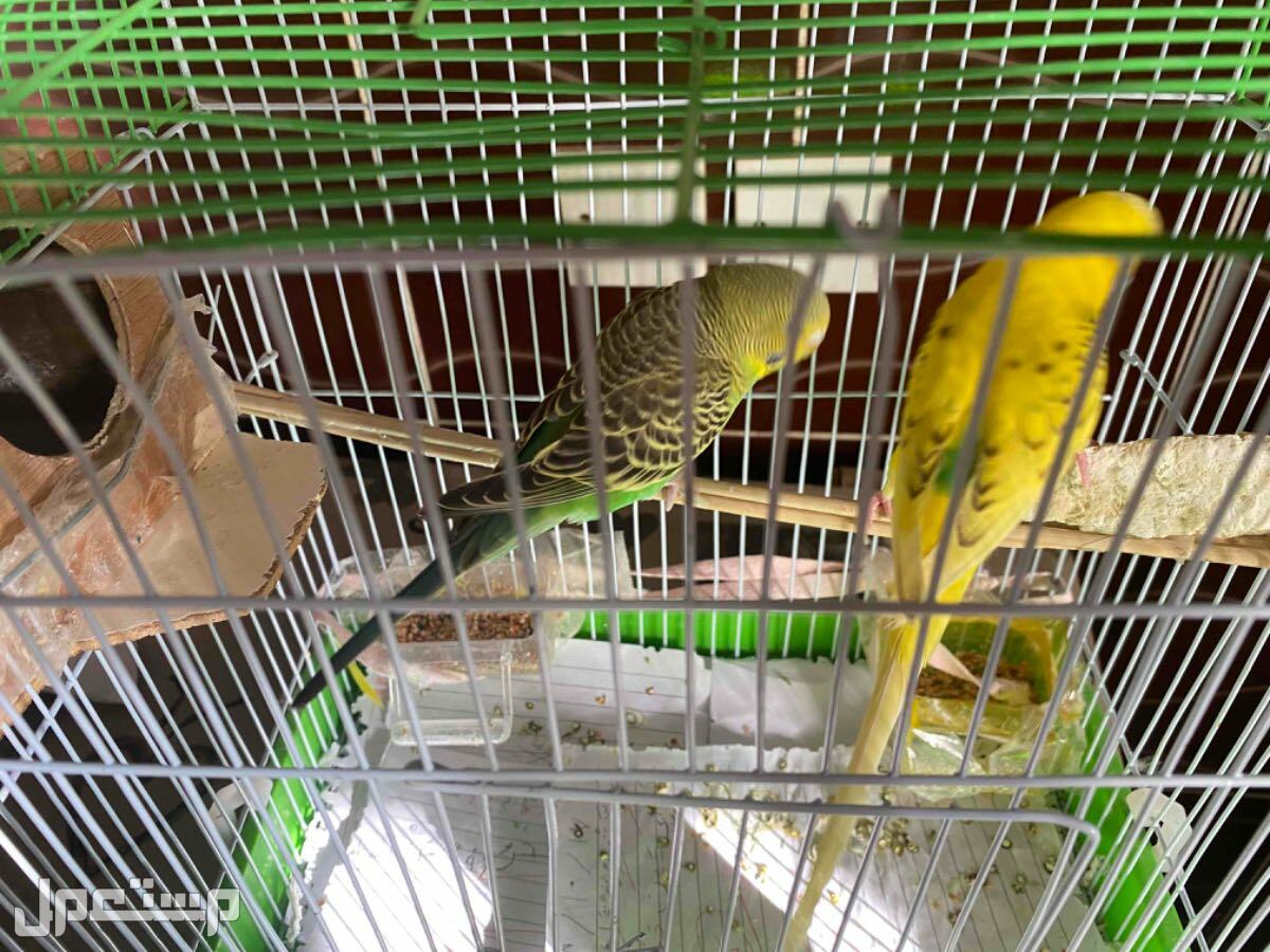 طيور بادجي للبيع اللون اصفر و اسود