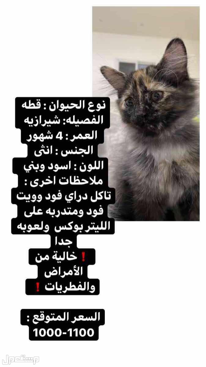 قطط شيرازيه / غير مطعمه /