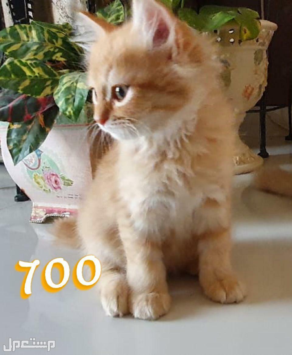 كيتينز شيرازي شانشيلا للبيع (قطط صغيرة)