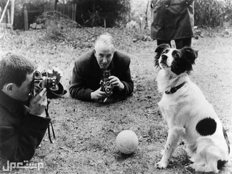 كأس العالم 2022.. تعرف على قصة الكلب بيكلز أعاد كأس العالم المسروق في الجزائر كأس العالم 2022| الكلب بيكلز