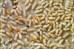 شركة تنظيف وتعقيم ومكافحة الحشرات بجدة  في جدة بسعر 250 ريال سعودي بداية السوم