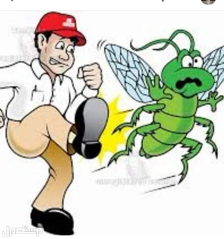 شركة مكافحة حشرات بالمدينة المنورة ،مكافحة ورش حشرات بالمدينة المنورة معنا منزل بدون حشرات