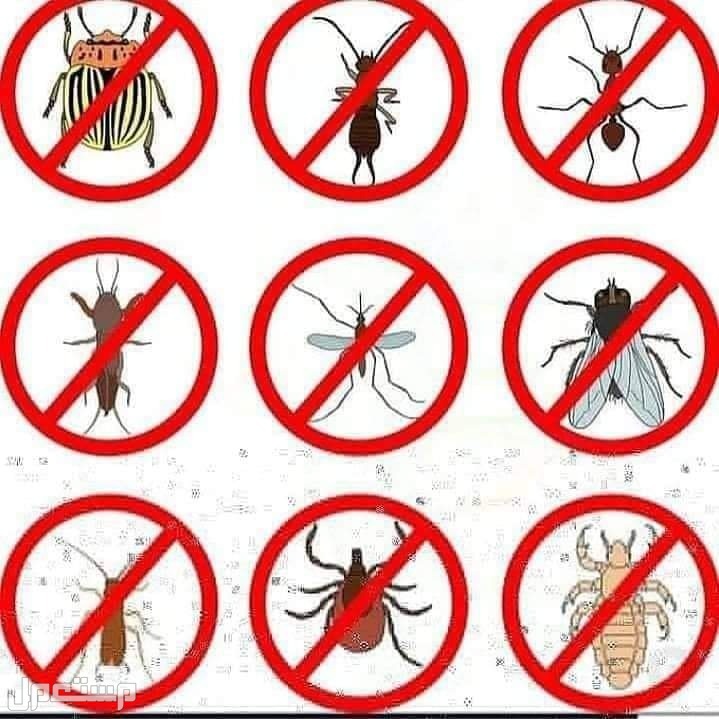 شركة مكافحة حشرات بالمدينة المنورة ،مكافحة ورش حشرات بالمدينة المنورة مكافحة الحشرات بالمدينة مع الضمان