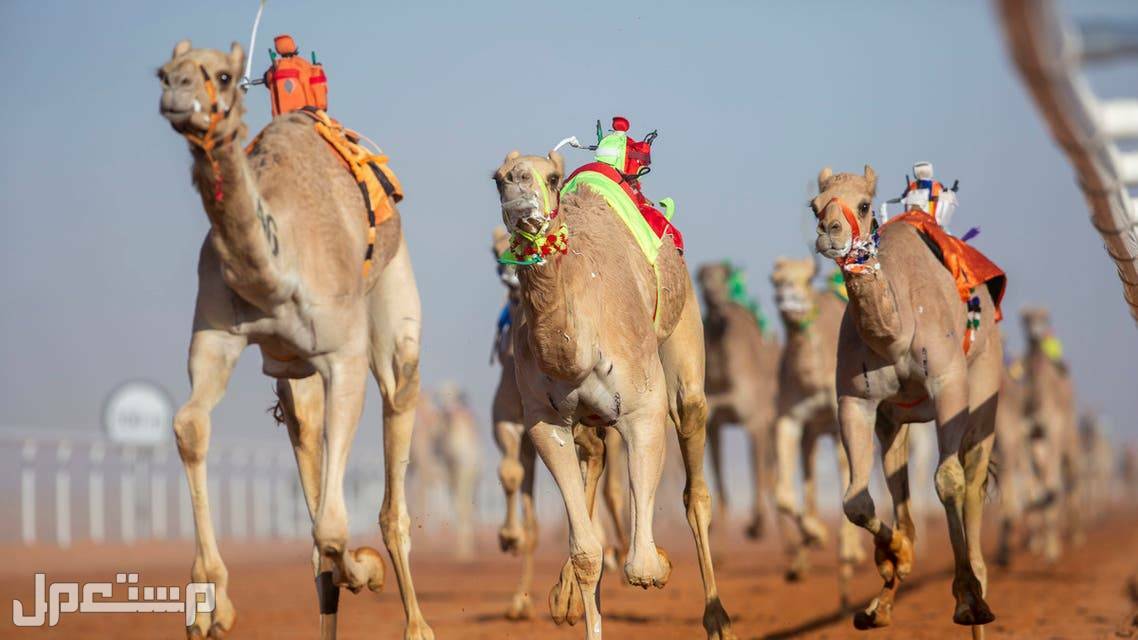 نتائج سباق هجن 2022 تعرف عليها نتائج سباق الهجن