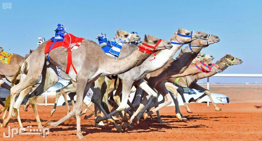 نتائج سباق هجن 2022 تعرف عليها سباق الهجن 2022