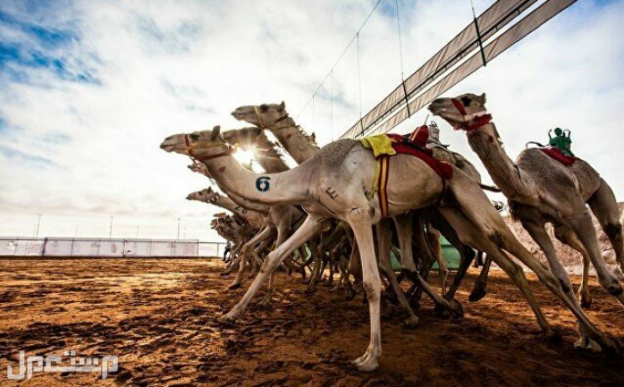 نتائج سباق هجن 2022 تعرف عليها الإبل أثناء سباق الهجن