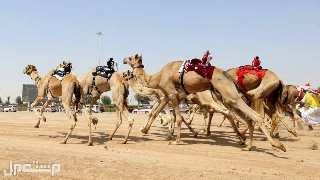 نتائج سباق هجن 2022 تعرف عليها سباق الإبل 1444