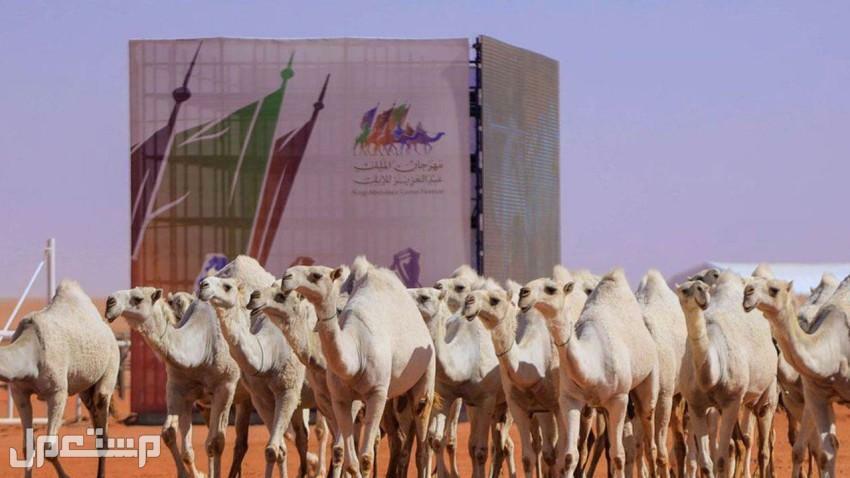 نتائج سباق هجن 2022 تعرف عليها مهرجان الهجن هذا العام