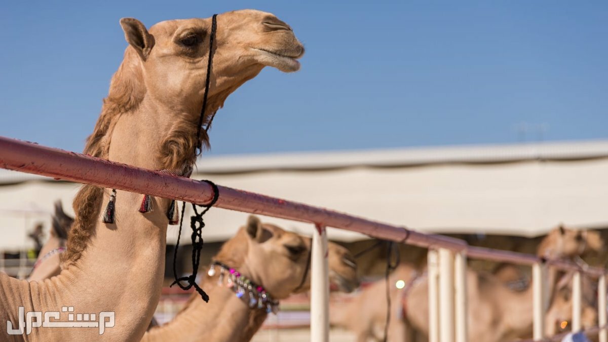 مهرجان الملك عبدالعزيز للإبل السابع (كل ما تريد معرفته) في عمان مهرجان الابل السابع