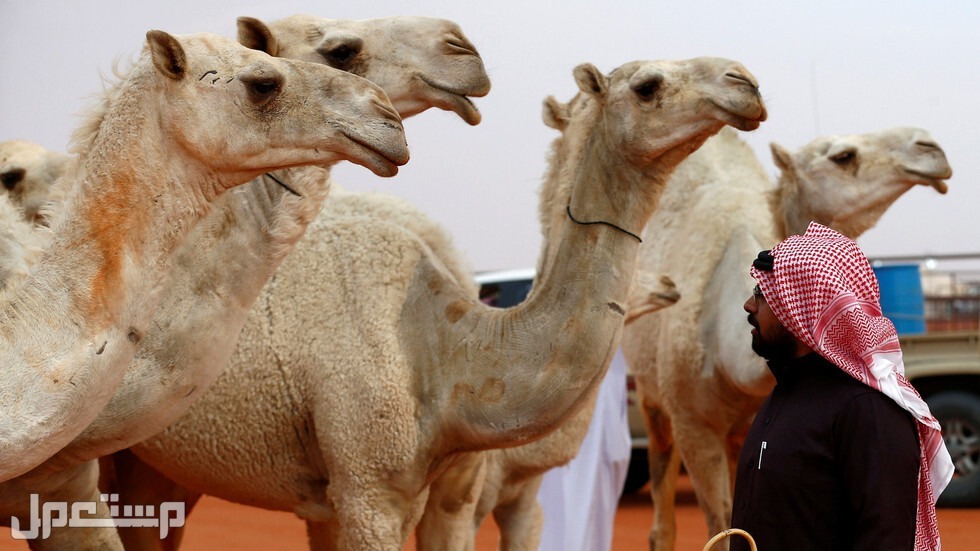مهرجان الملك عبدالعزيز للإبل السابع (كل ما تريد معرفته) في السودان