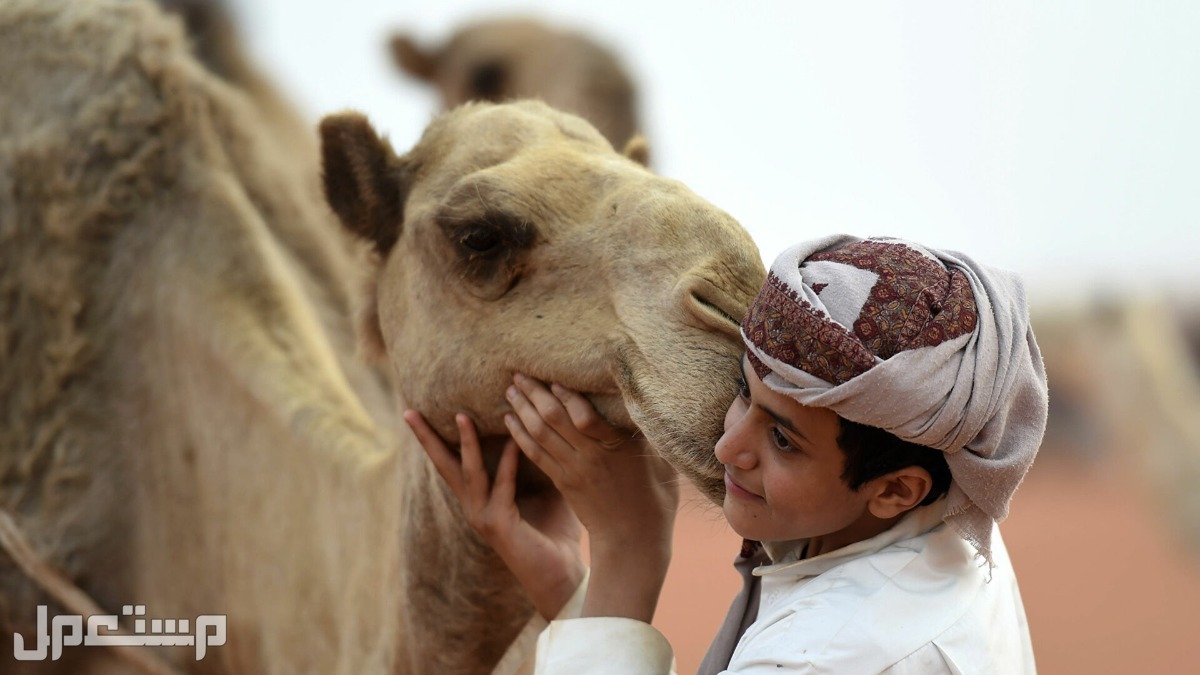مهرجان الملك عبدالعزيز للإبل السابع (كل ما تريد معرفته) في السودان