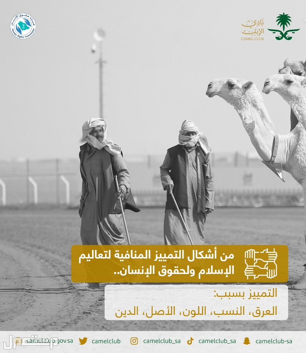 موعد مهرجان الملك عبدالعزيز للإبل 7 في الأردن