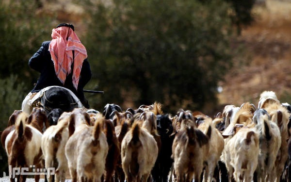 الماعز الشامي تعرف على المواصفات والأسعار في الأردن الماعز الشامي