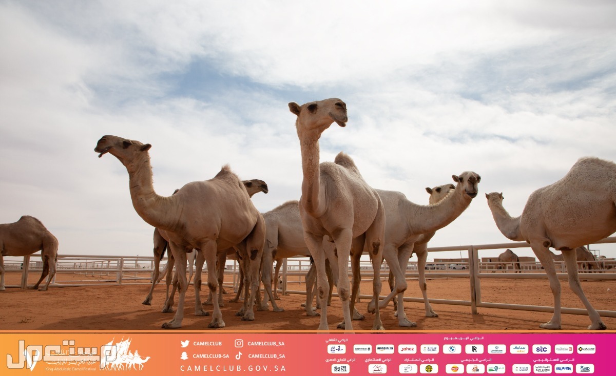صور الصياهد 2022 سباق الابل في السعودية مهرجان الابل 7