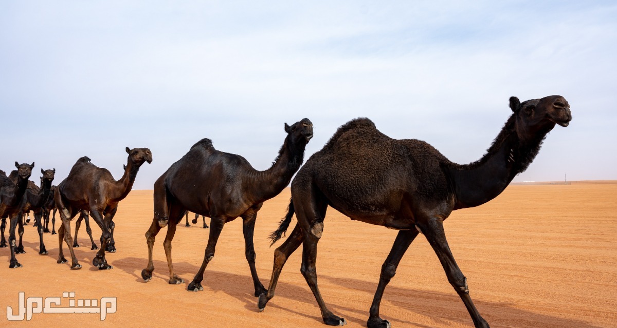 صور الصياهد 2022 سباق الابل في موريتانيا الصياهد