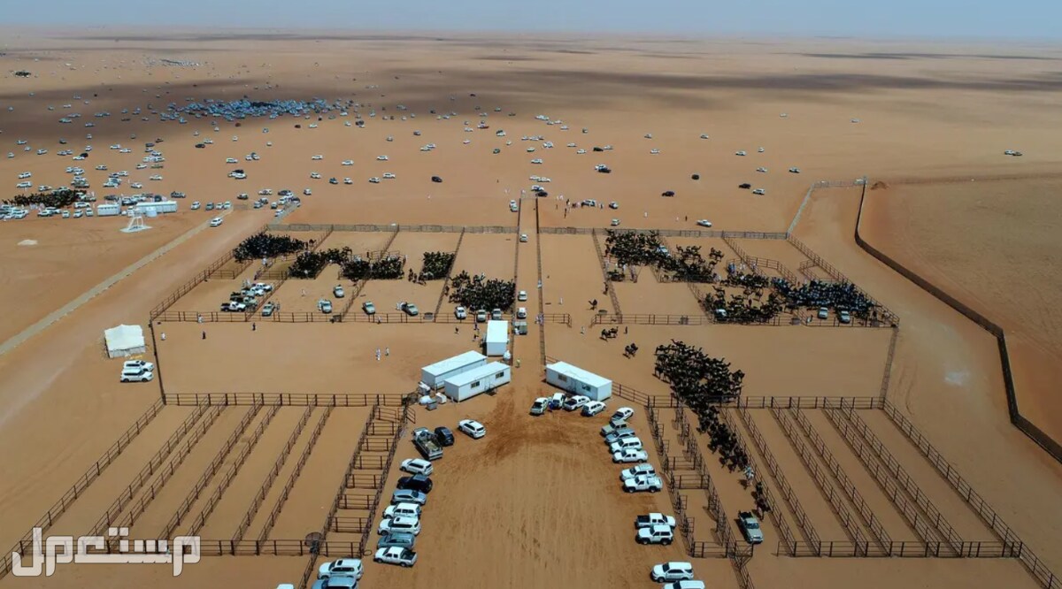 صور الصياهد 2022 سباق الابل في السعودية