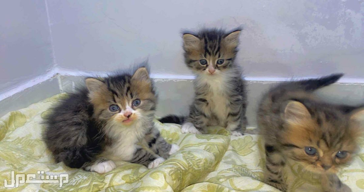 3 قطط ذكور كيتن النوع شيرازي فقط