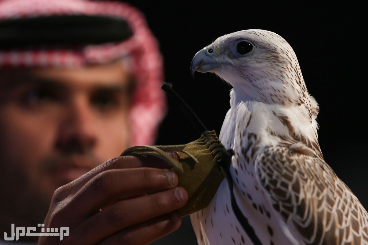 أفضل أنواع الصقور واسعارها.. تعرف عليها بالتفصيل سعر الصقر
