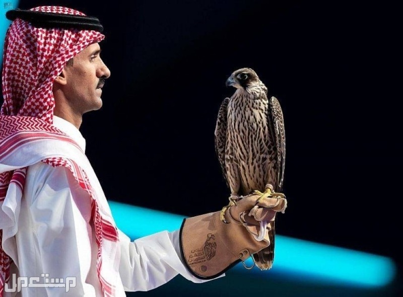 أفضل أنواع الصقور واسعارها.. تعرف عليها بالتفصيل افضل الصقور