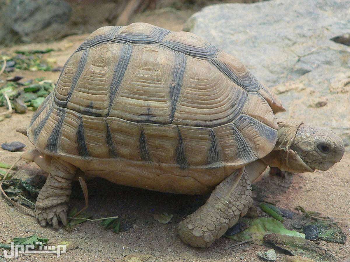 أفضل أنواع السلاحف المنزلية تعرف عليها في جيبوتي شكل السلحفاة المنزلية