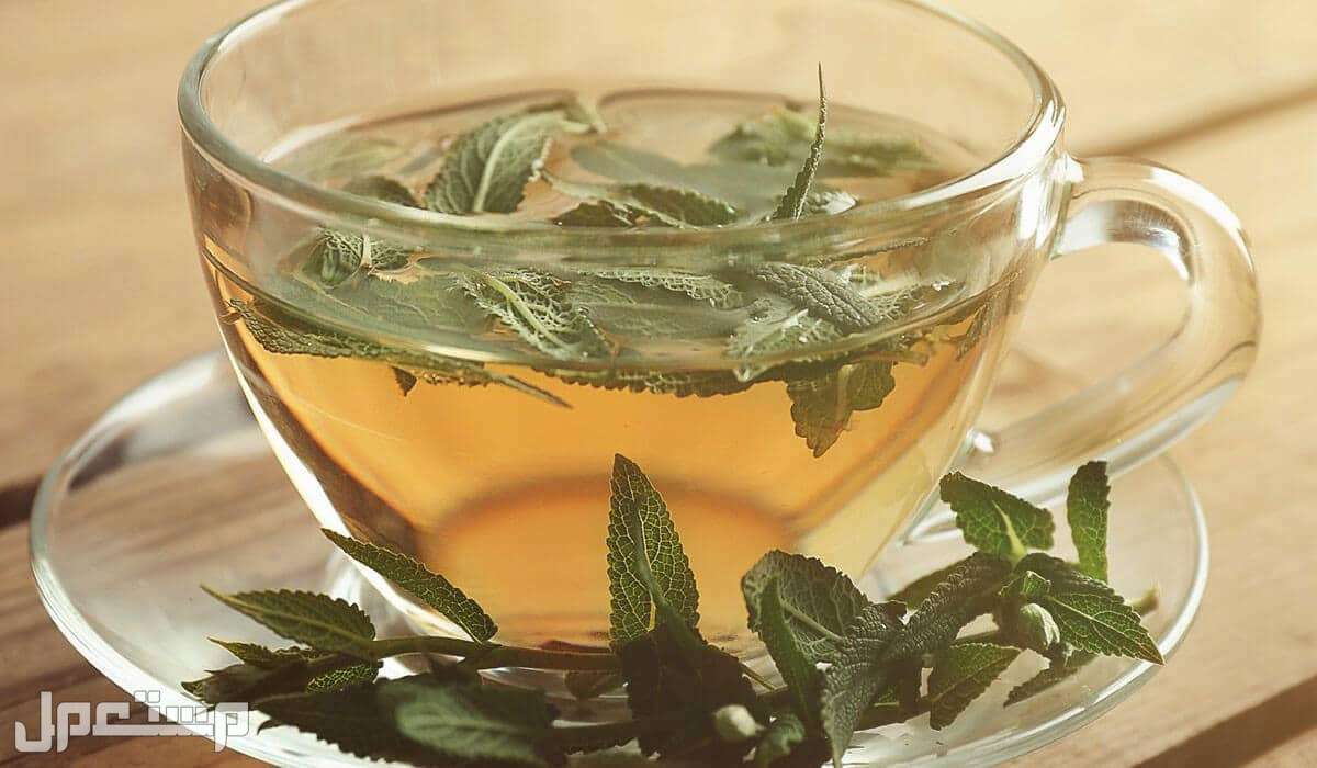 فوائد عشبة الميرمية اعشاب ميرمية