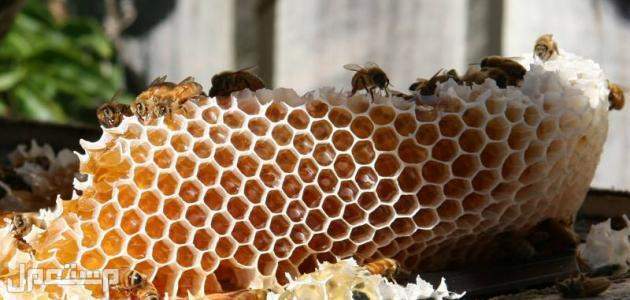 سعر عسل السدر الجبلي الأصلي 2023 في الأردن خلية نحل