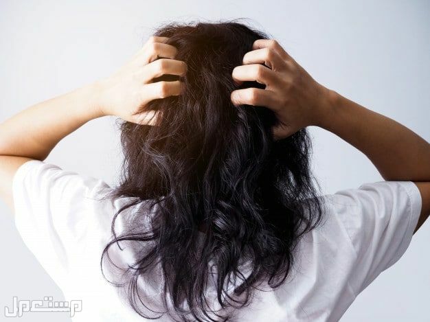 أسعار أفضل شامبو للشعر الدهني تأثير الدهون على الرأي