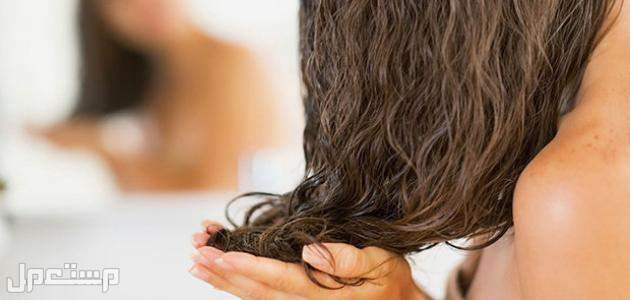 أسعار أفضل شامبو للشعر الدهني في عمان تلف الشعر الدهني