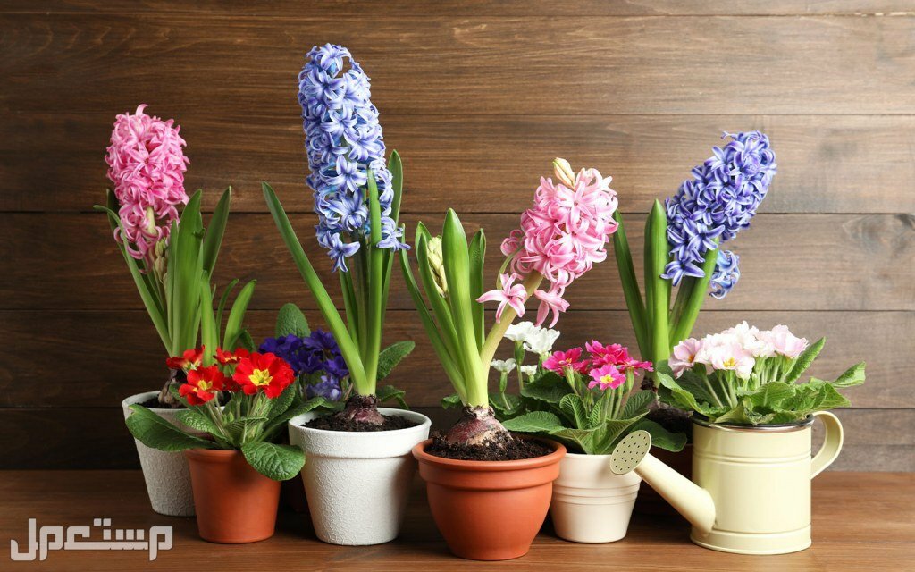 تعرف على افضل نباتات عطرية للمنزل 2023 في الإمارات العربية المتحدة نباتات عطرية