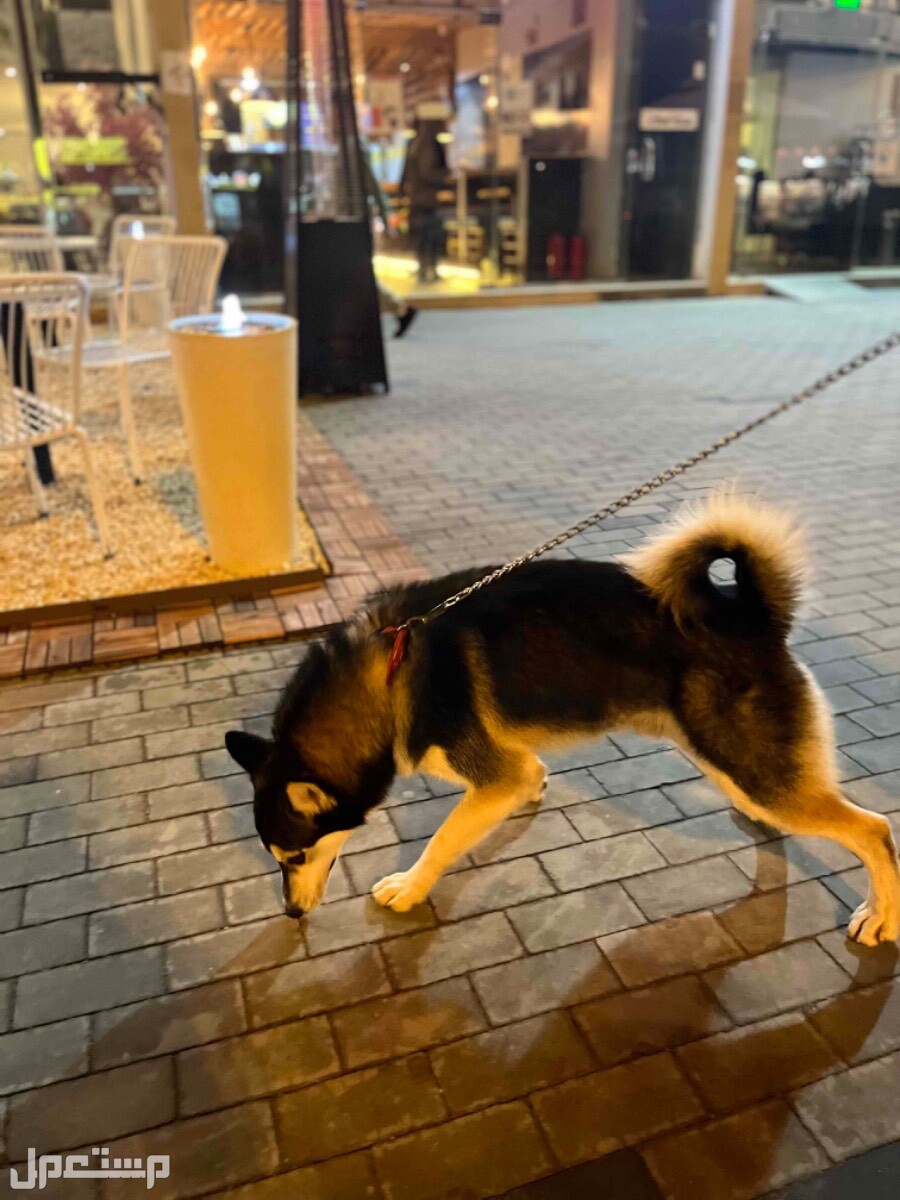 كلب هاسكي  في الرياض بسعر ألفين ريال سعودي قابل للتفاوض