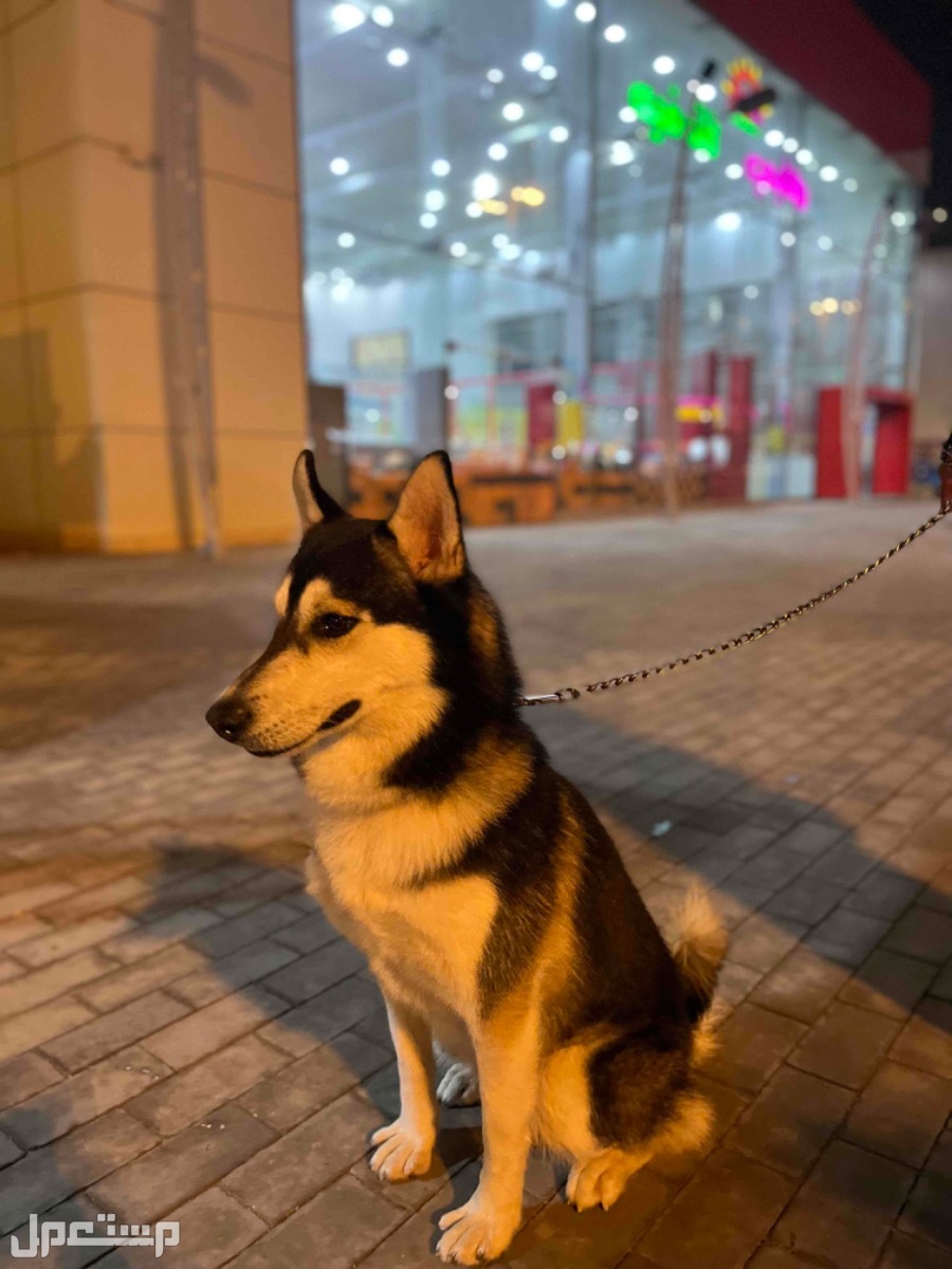 كلب هاسكي  في الرياض بسعر ألفين ريال سعودي قابل للتفاوض