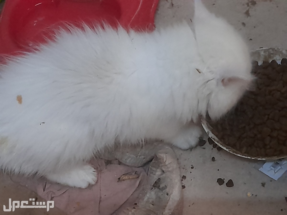 قطة فارسي و3مواليد عمر شهر