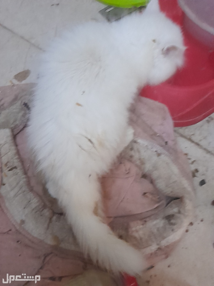 قطة فارسي و3مواليد عمر شهر