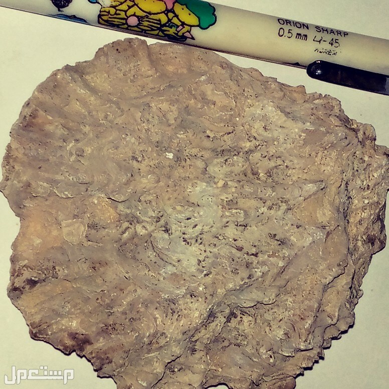 fossile صدفة متحجرة من العصرالكامبرى المبكر قبل اكثر من500مليون سنة،فرصة لن تكرر،انظرالصور
