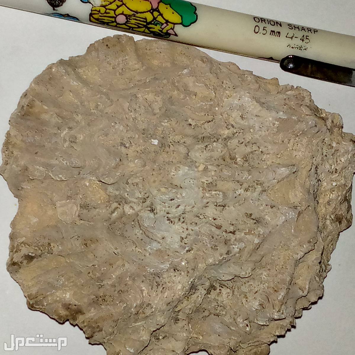 fossile صدفة متحجرة من العصرالكامبرى المبكر قبل اكثر من500مليون سنة،فرصة لن تكرر،انظرالصور