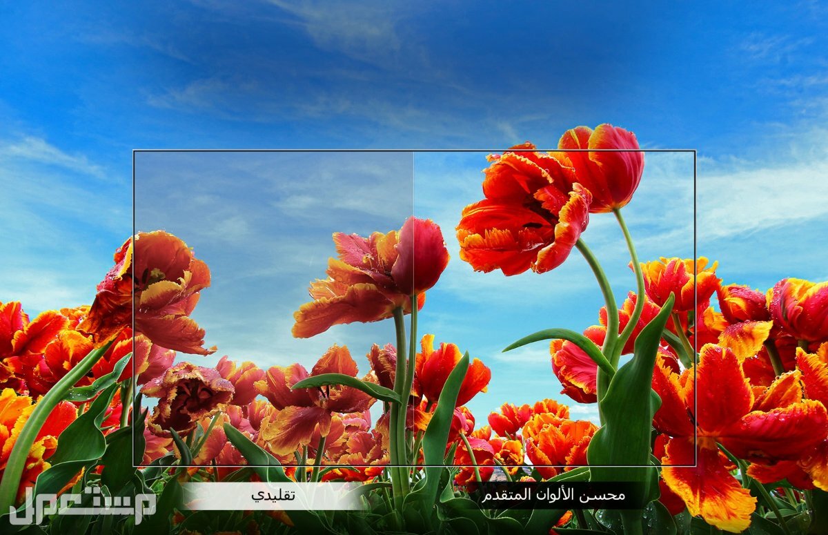 تعرف على مزايا و عيوب شاشة lg 43 من مستعمل شاشة lg 43