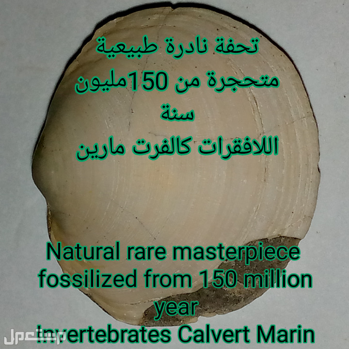 تحفة نادرة طبيعية متحجرة من 150مليون سنة صدفة من اللافقرات كالفرت مارين