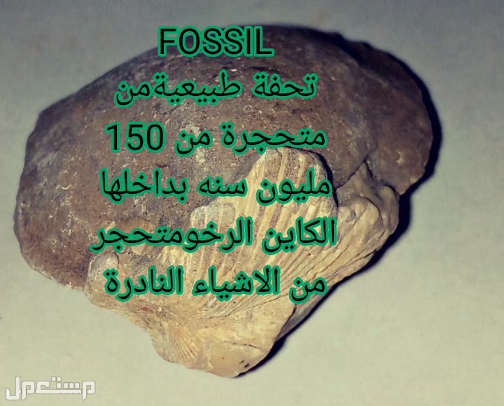 FOSSIL تحفة طبيعيةمن متحجرة من 150 مليون سنه بداخلها الكائن الرخوى متحجر ،من الاشياء النادرة FOSSIL تحفة طبيعيةمن متحجرة من 150 مليون سنه بداخلها الكائن الرخوى متحجر ،من الا