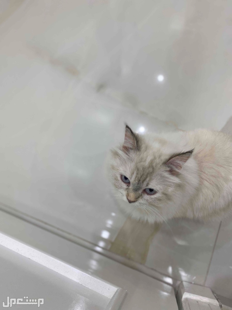 قطط للتبني  في مكة المكرمة بسعر 8 ريال سعودي بداية السوم