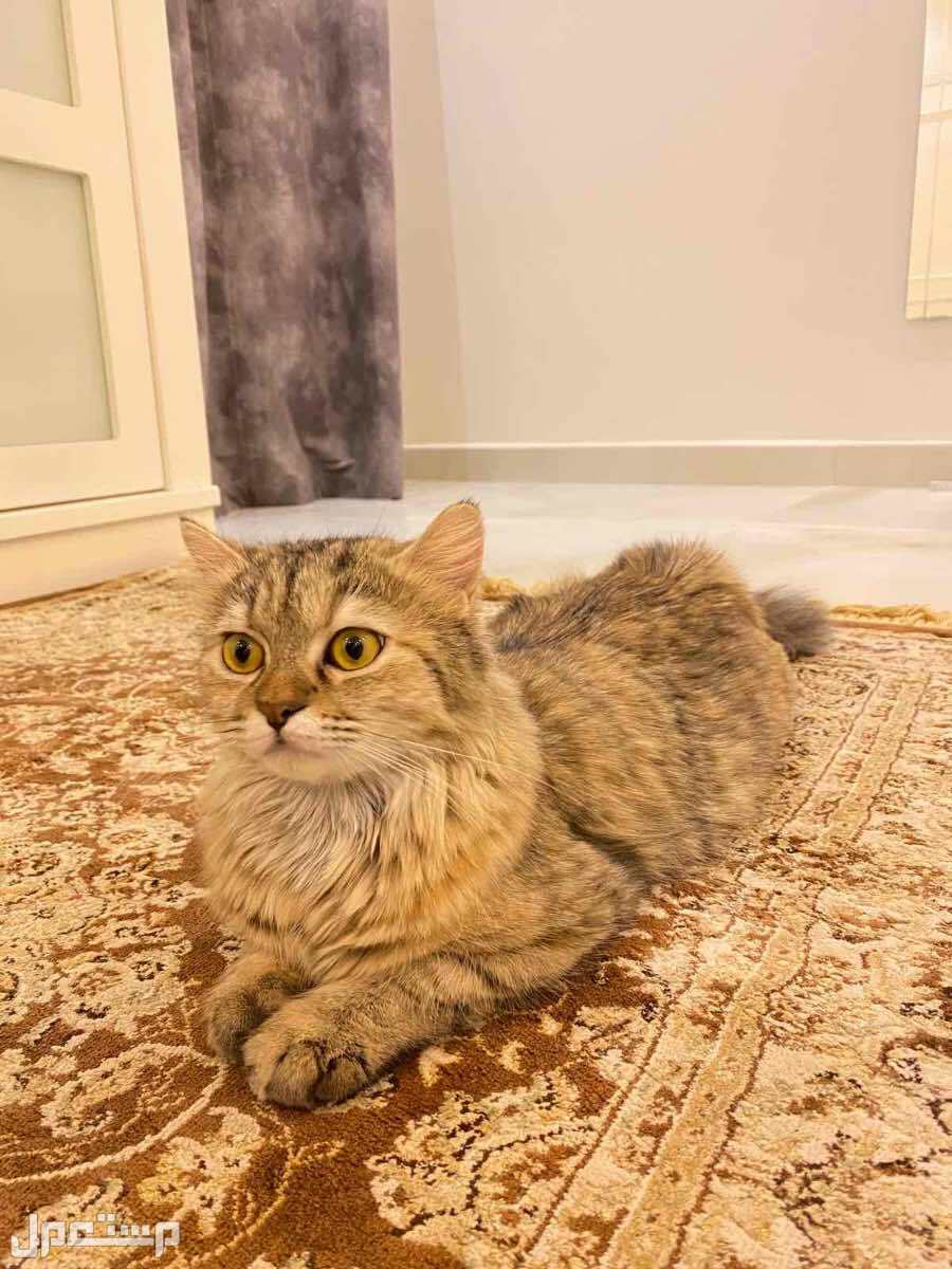 قطط للتبني  في مكة المكرمة بسعر 8 ريال سعودي بداية السوم